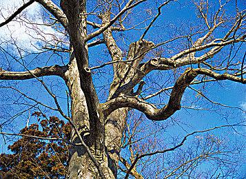 猫车就闪退？《怪物猎人：荒野》更新引游戏频繁崩溃